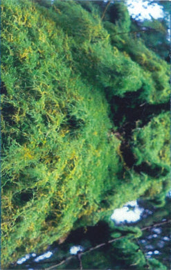 Moment Trigger : Burl (Limited Edition)