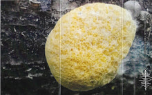 Load image into Gallery viewer, Krvuspára : Deliriant Passages Of Marginata (Album,Stereo)
