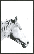 Load image into Gallery viewer, Vast Glory : Ontario ()
